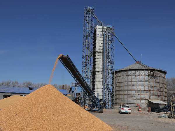 燒煤改燒秸稈大包直燃熱風爐，烘干成本省一半